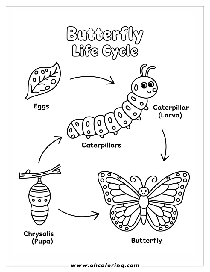 Outline of the four stages of a butterfly life cycle, from egg, to larva/caterpillar, to pupa/chrysalis, and finally, to butterfly.