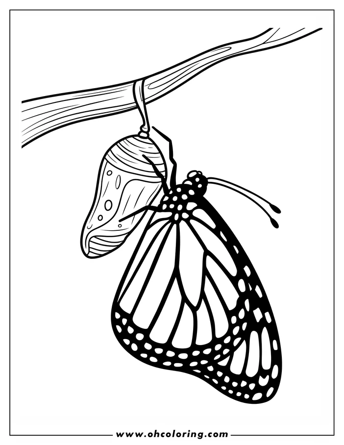 Line art of a monarch butterfly emerging from its chrysalis hanging from a branch. The butterfly's wings are detailed, showing the characteristic veins and markings. This is a drawing for coloring, suitable for nature and insect enthusiasts.