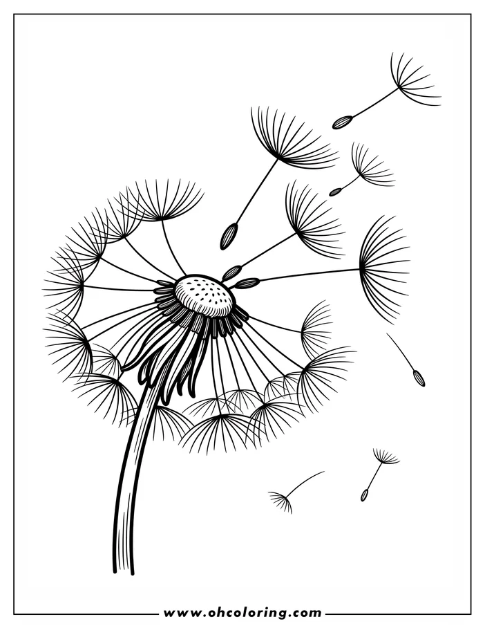 Line art of a dandelion with seeds blowing in the wind, designed as a coloring sheet.  The detailed drawing shows the delicate, feathery seeds and textured center of the dandelion. Some seeds are still attached while others float away. Perfect for a spring coloring activity.