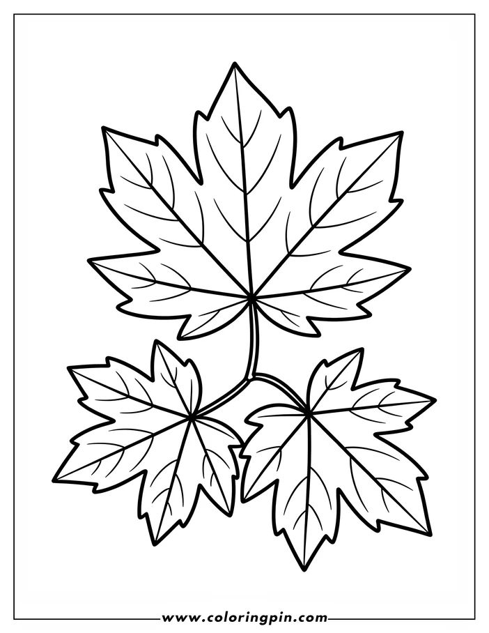 Outline of three maple leaves connected on a stem.